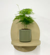 Mini Asparagus Fern & Pot