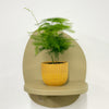 Mini Asparagus Fern & Pot