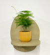 Mini Asparagus Fern & Pot