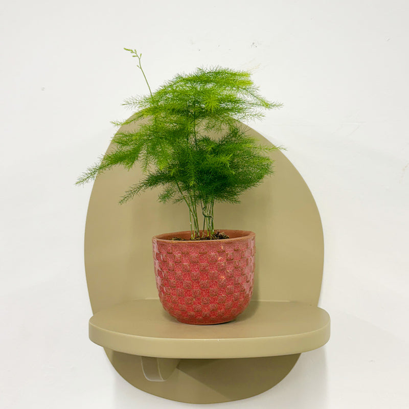 Mini Asparagus Fern & Pot