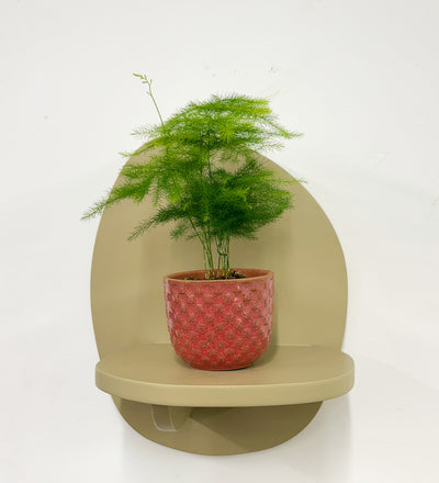 Mini Asparagus Fern & Pot