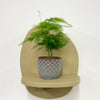 Mini Asparagus Fern & Pot