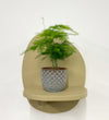 Mini Asparagus Fern & Pot