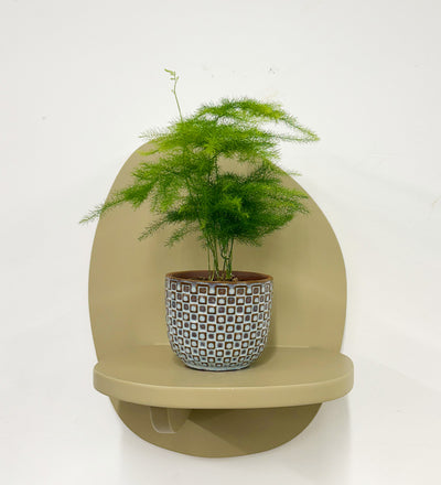 Mini Asparagus Fern & Pot