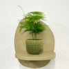 Mini Asparagus Fern & Pot