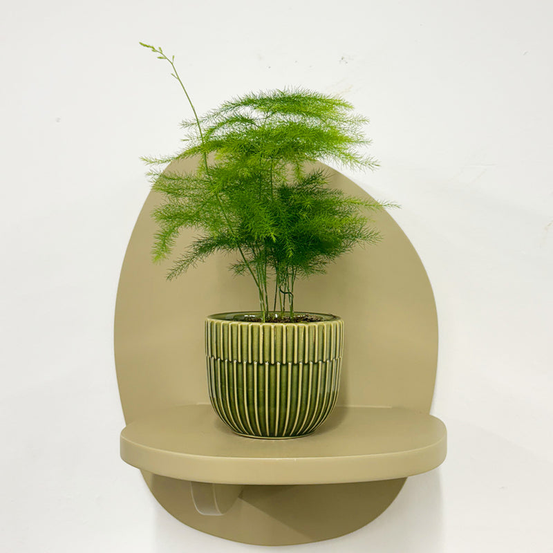 Mini Asparagus Fern & Pot