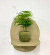 Mini Asparagus Fern & Pot