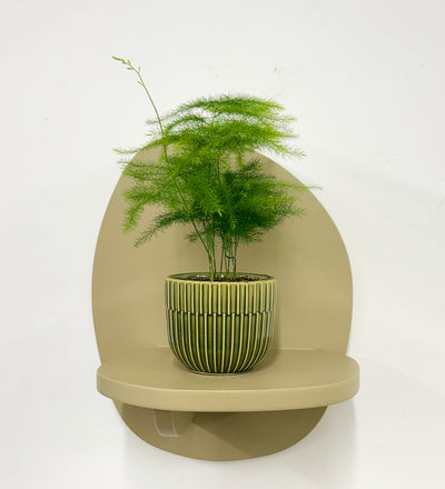 Mini Asparagus Fern & Pot