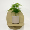 Mini Asparagus Fern & Pot