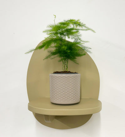 Mini Asparagus Fern & Pot