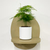 Mini Asparagus Fern & Pot