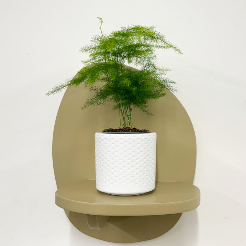 Mini Asparagus Fern & Pot