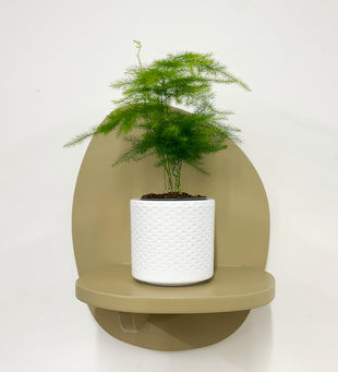 Mini Asparagus Fern & Pot