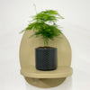 Mini Asparagus Fern & Pot