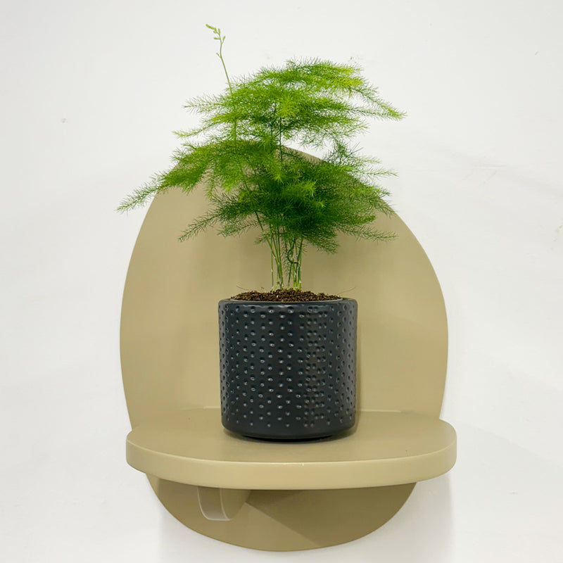 Mini Asparagus Fern & Pot