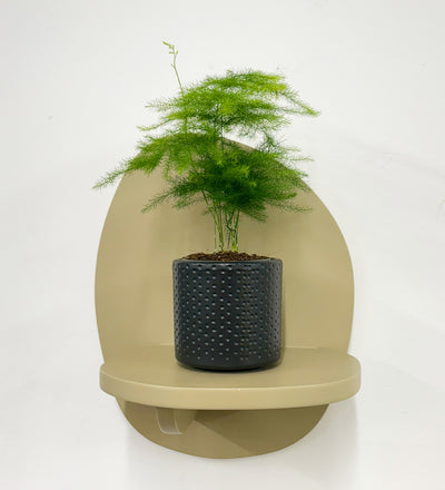 Mini Asparagus Fern & Pot