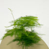 Mini Asparagus Fern & Pot
