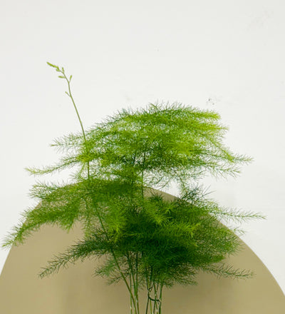Mini Asparagus Fern & Pot