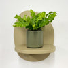 Mini Crispy wave fern & pot