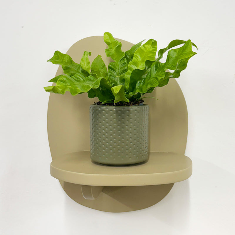 Mini Crispy wave fern & pot