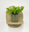 Mini Crispy wave fern & pot