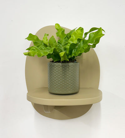 Mini Crispy wave fern & pot