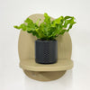 Mini Crispy wave fern & pot