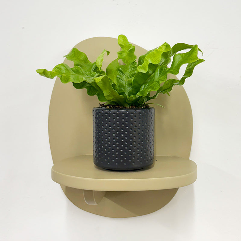Mini Crispy wave fern & pot