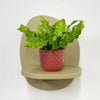Mini Crispy wave fern & pot