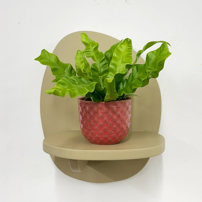 Mini Crispy wave fern & pot