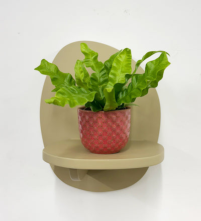 Mini Crispy wave fern & pot