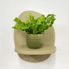 Mini Crispy wave fern & pot
