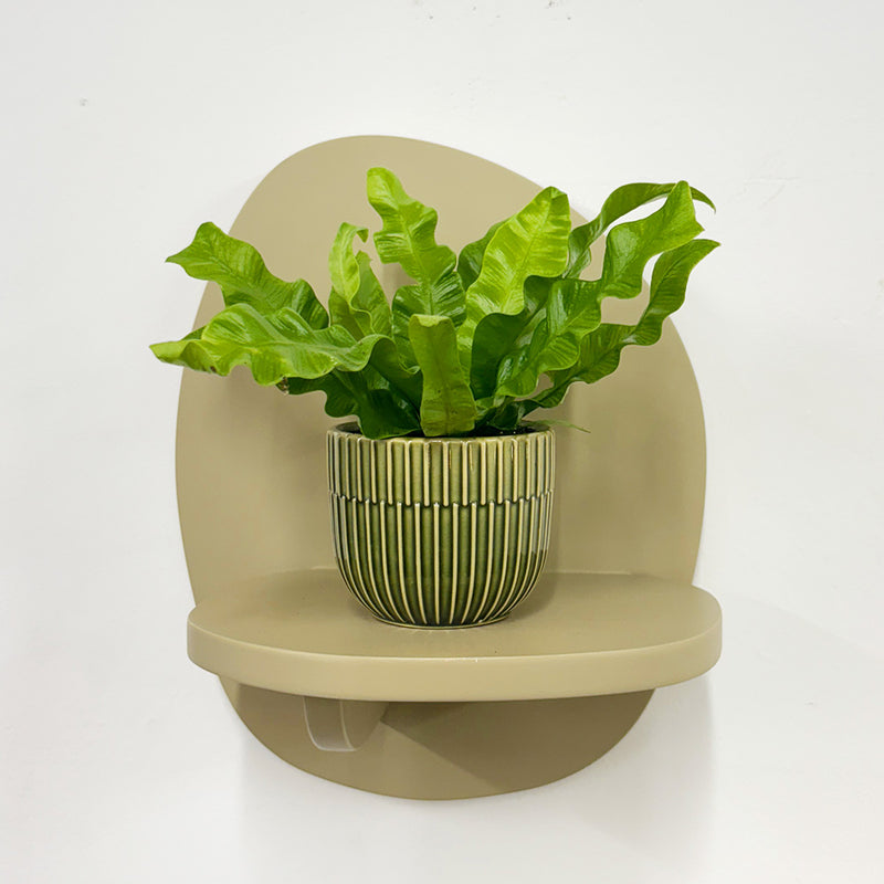 Mini Crispy wave fern & pot