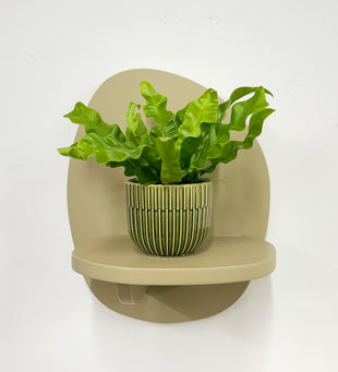 Mini Crispy wave fern & pot