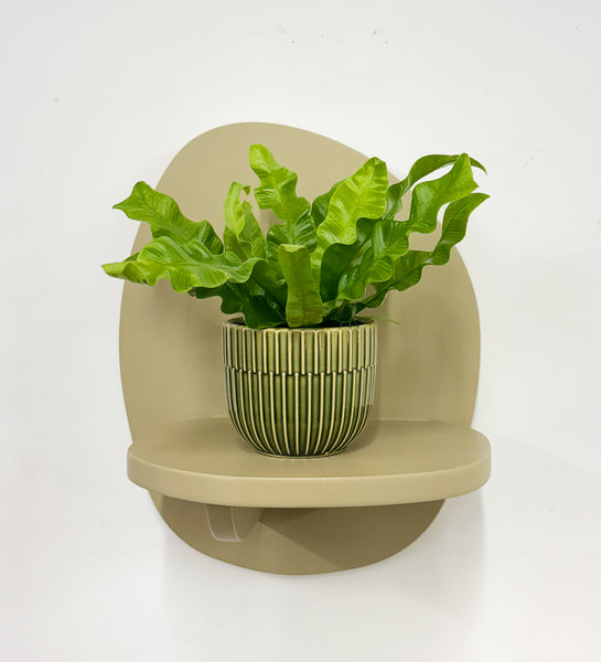 crispy wave plant air purifier Mini Crispy wave fern & pot