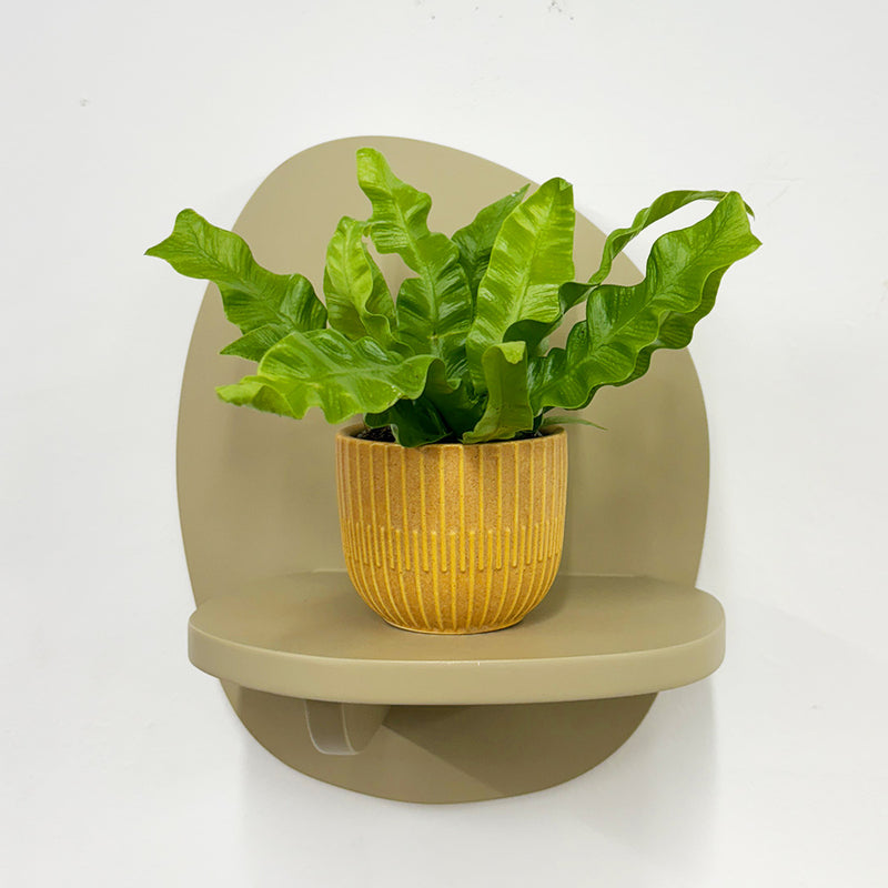 Mini Crispy wave fern & pot