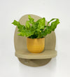 Mini Crispy wave fern & pot