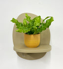 Mustard Pot