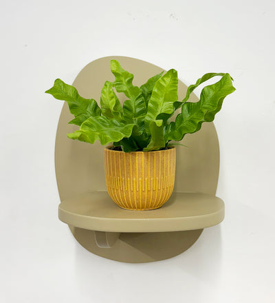 Mini Crispy wave fern & pot