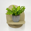 Mini Crispy wave fern & pot