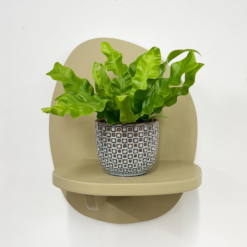 Mini Crispy wave fern & pot