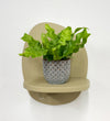 Mini Crispy wave fern & pot