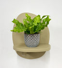 Blue Pot