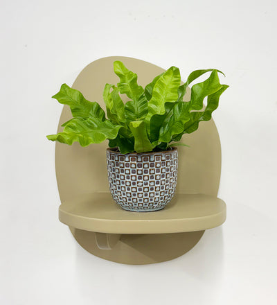 Mini Crispy wave fern & pot