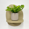 Mini Crispy wave fern & pot