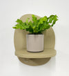 Mini Crispy wave fern & pot