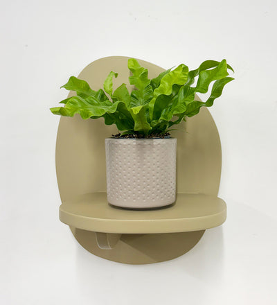 Mini Crispy wave fern & pot