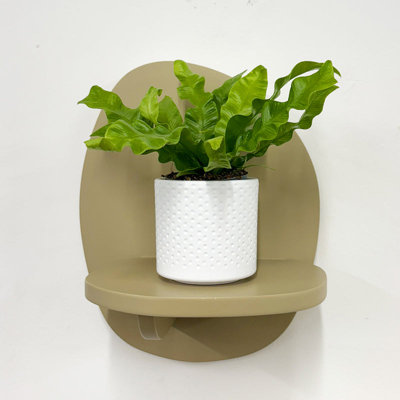 Mini Crispy wave fern & pot