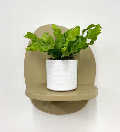 Mini Crispy wave fern & pot
