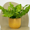 Mini Crispy wave fern & pot